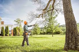 Best Tree Cabling and Bracing  in Thermalito, CA