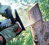 Best Fruit Tree Pruning  in Thermalito, CA