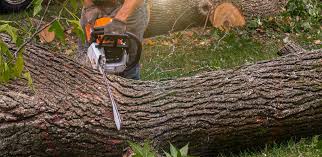Lawn Maintenance Plans in Thermalito, CA
