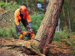 Best Firewood Processing and Delivery  in Thermalito, CA