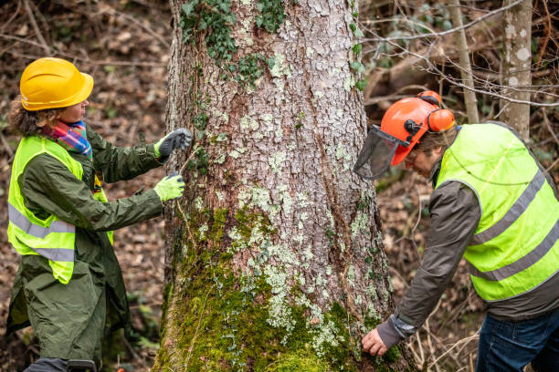 Best Tree Mulching  in Thermalito, CA