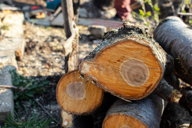 Best Tree Fertilization  in Thermalito, CA