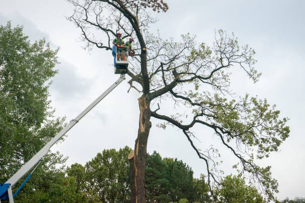 Leaf Removal in Thermalito, CA