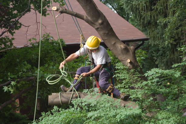 Thermalito, CA Tree Care Company