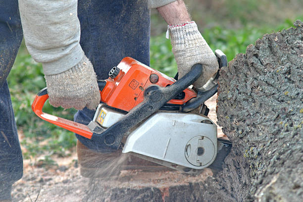 Best Storm Damage Tree Cleanup  in Thermalito, CA