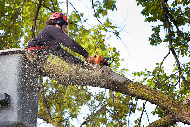 How Our Tree Care Process Works  in  Thermalito, CA