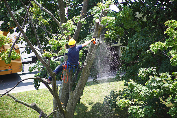 Best Tree Disease Treatment  in Thermalito, CA