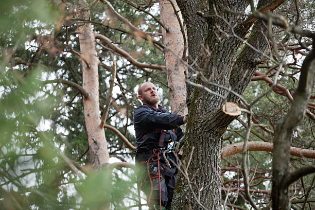 Best Tree Health Inspection  in Thermalito, CA