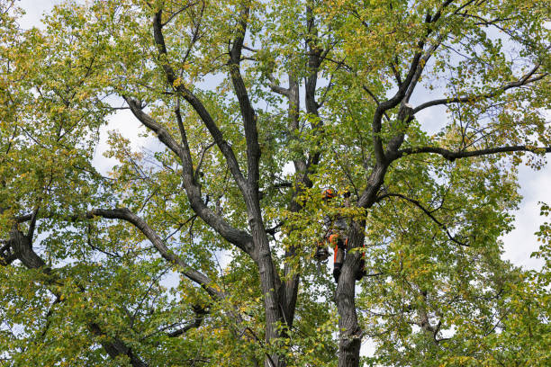 Best Commercial Tree Services  in Thermalito, CA